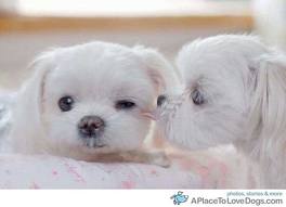 ��ѪӢ������775